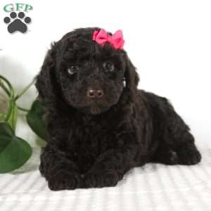 Cocoa, Miniature Poodle Puppy